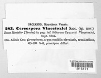 Cercospora vincetoxici image
